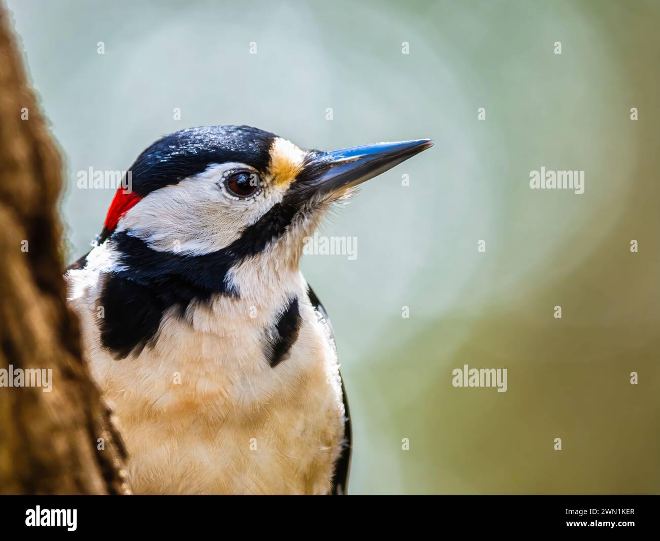 Maschio di grande picchio maculato, Dendrocopos maggiore, uccello nella foresta al sole invernale Foto Stock