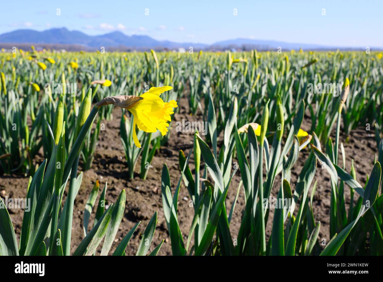 I primi segni di cambiamento delle stagioni dall'inverno alla primavera con la fioritura dei narcisi Foto Stock