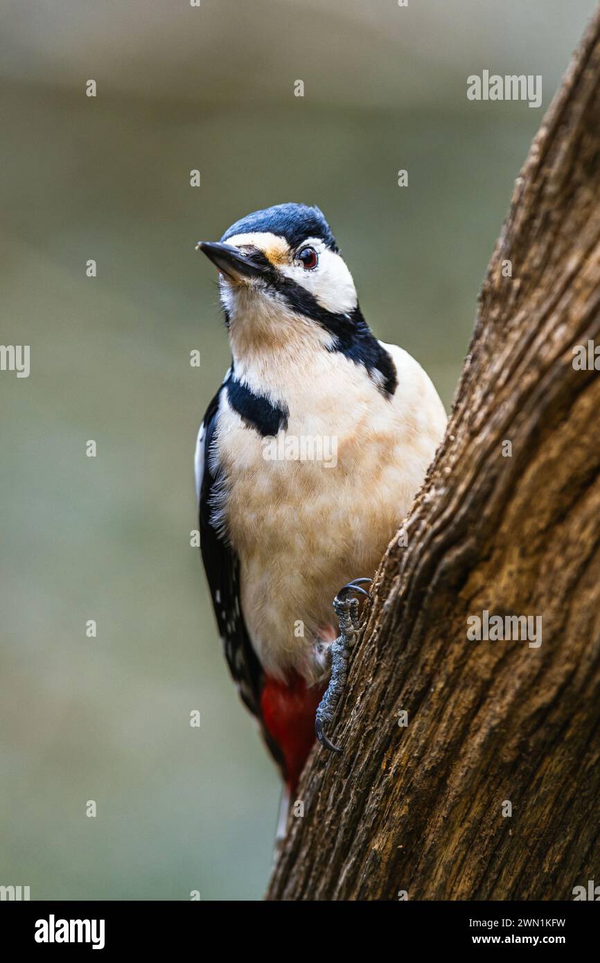 Maschio di grande picchio maculato, Dendrocopos maggiore, uccello nella foresta al sole invernale Foto Stock