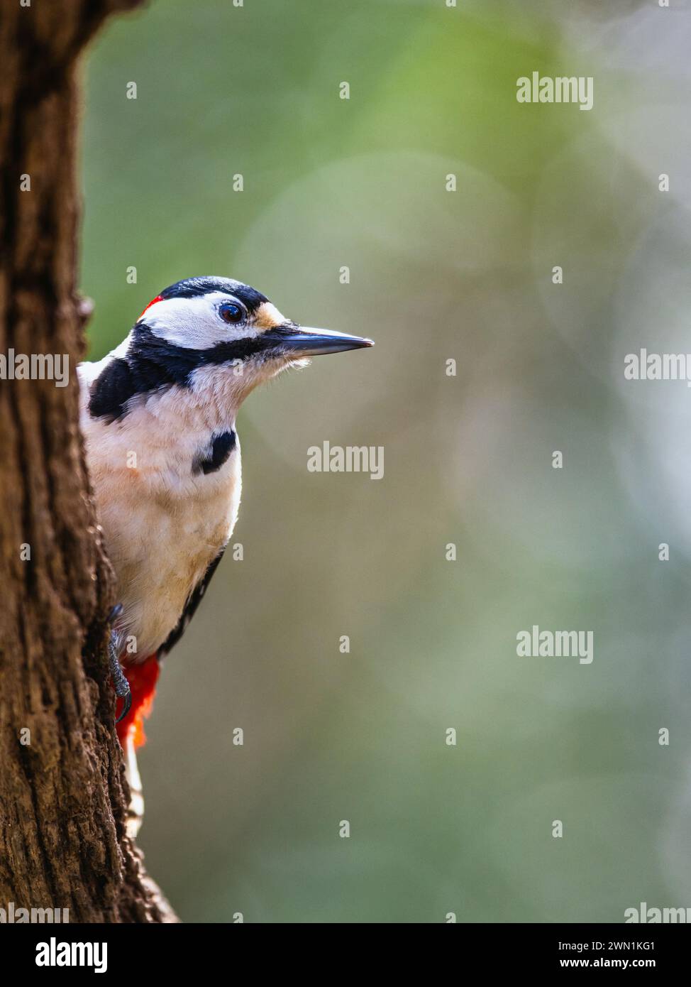 Maschio di grande picchio maculato, Dendrocopos maggiore, uccello nella foresta al sole invernale Foto Stock
