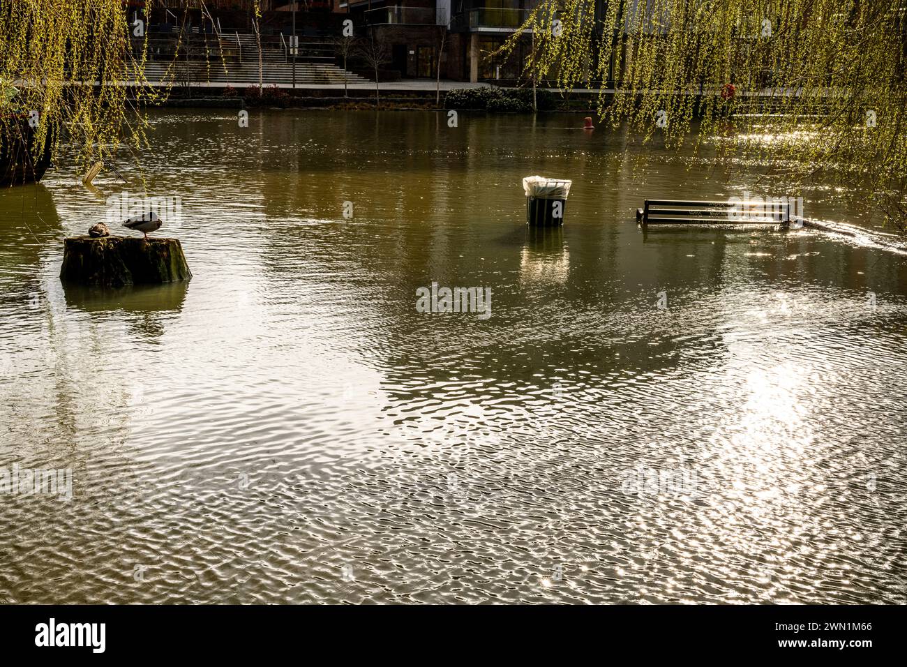 Il fiume Nene in alluvione nel centro di Peterborough, Cambridgeshire, febbraio 2024. Il livello delle inondazioni nel 2024 sembra essere superiore agli anni precedenti. Foto Stock