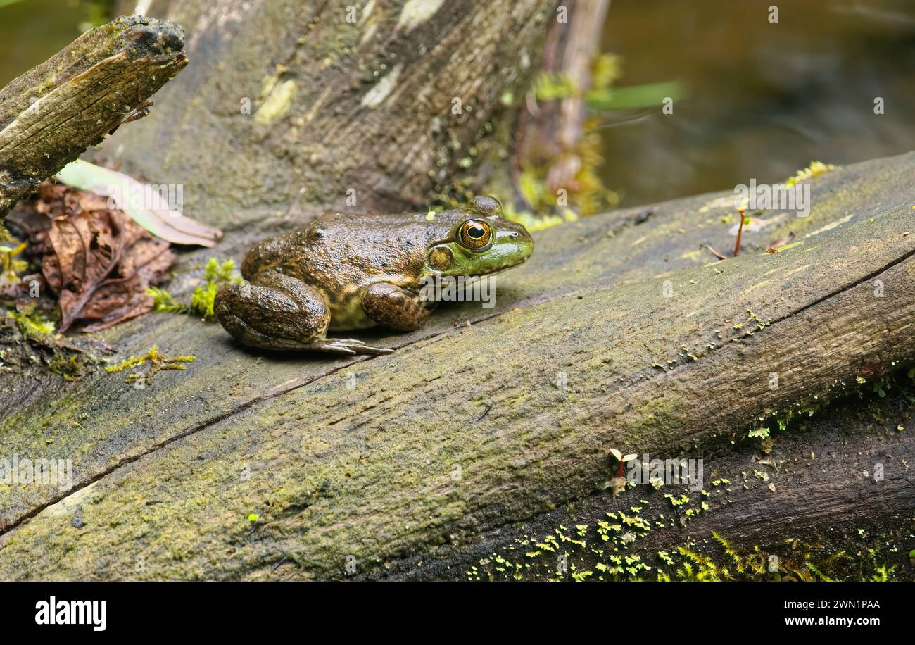 American Bullfrog (Lithobates catesbeianus) - su un tronco - Pacifico nord-occidentale, Canada. Foto Stock