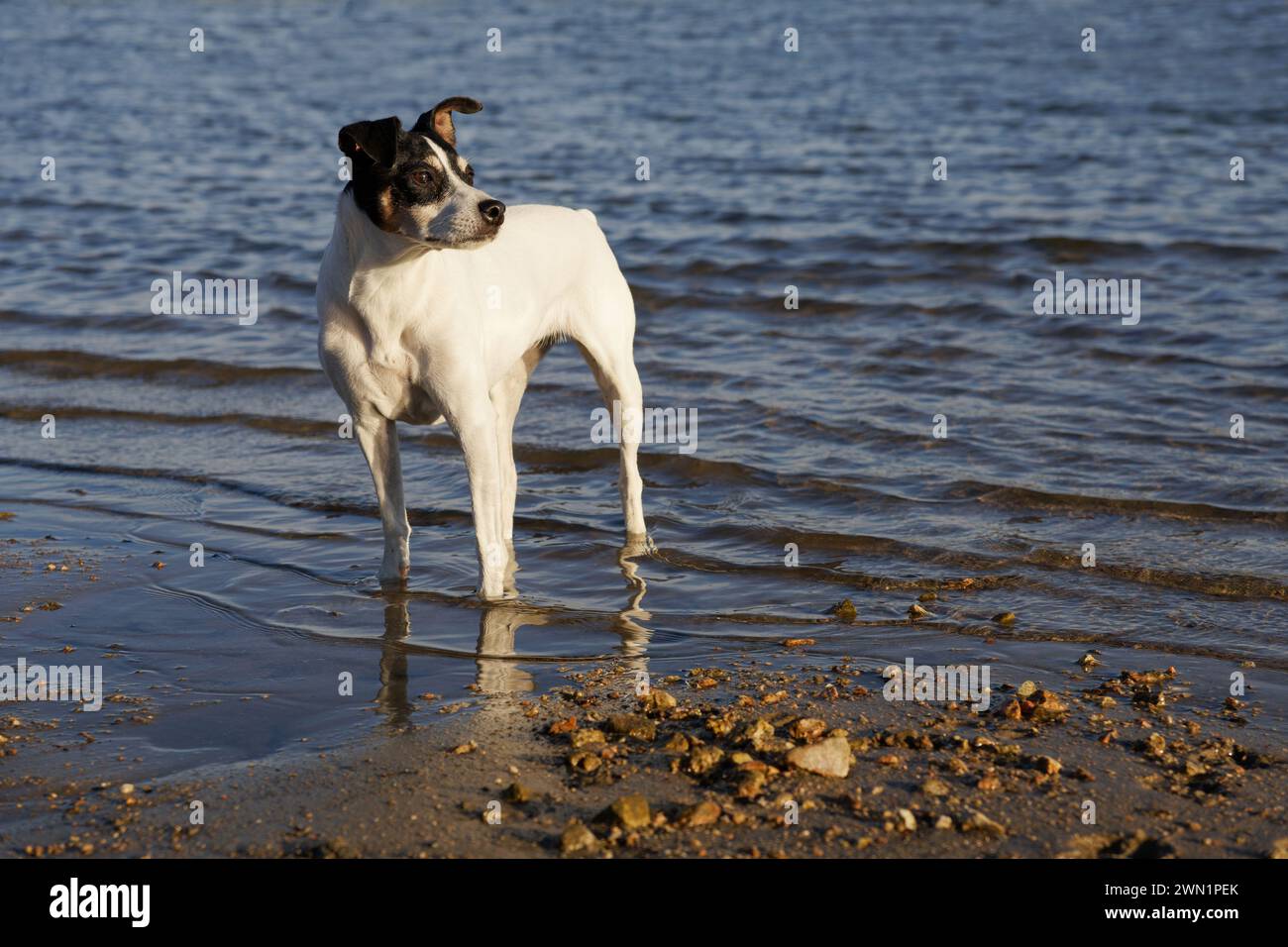 perro bodeguero andaluso cane da cantina andaluso Foto Stock