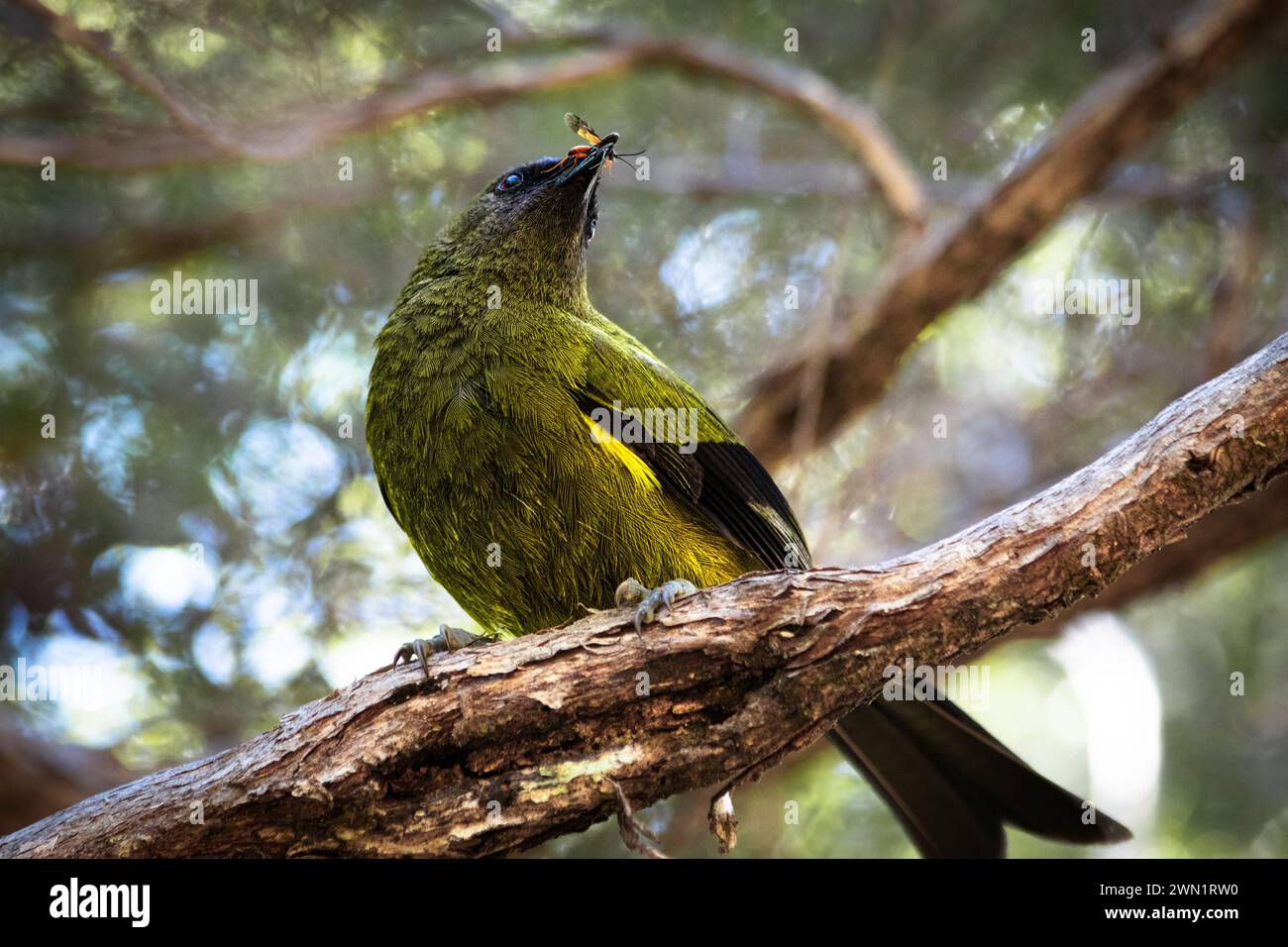 Un uccellino nativo della nuova Zelanda con un insetto nel becco, che espone orgogliosamente il suo pescato nel Parco Nazionale di Abel Tasmin. Foto Stock