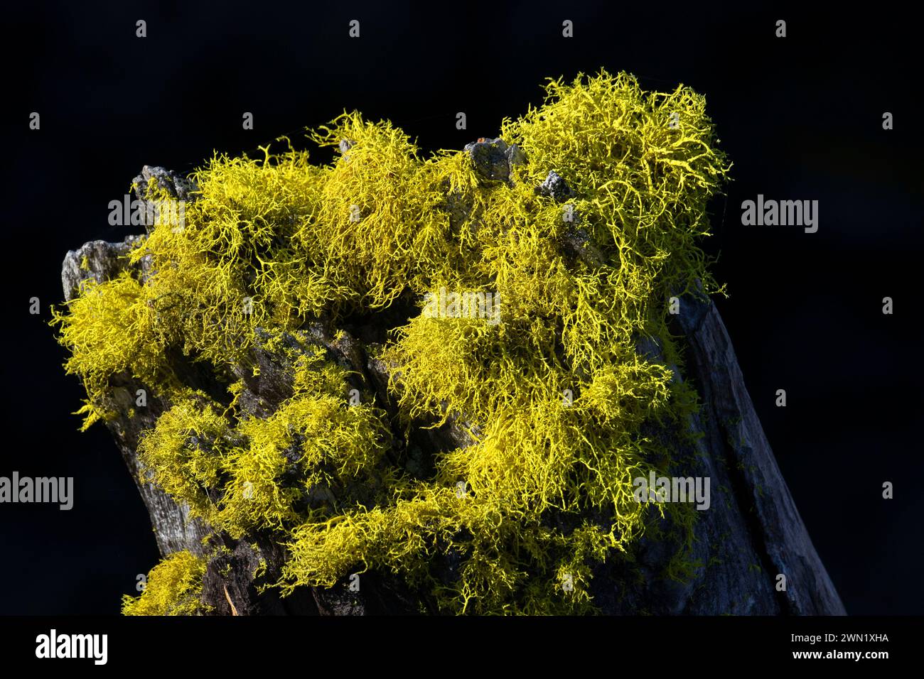 Wolf lichen dal Pacific Crest Trail, Willamette National Forest, Mount Washington Wilderness, Oregon Foto Stock