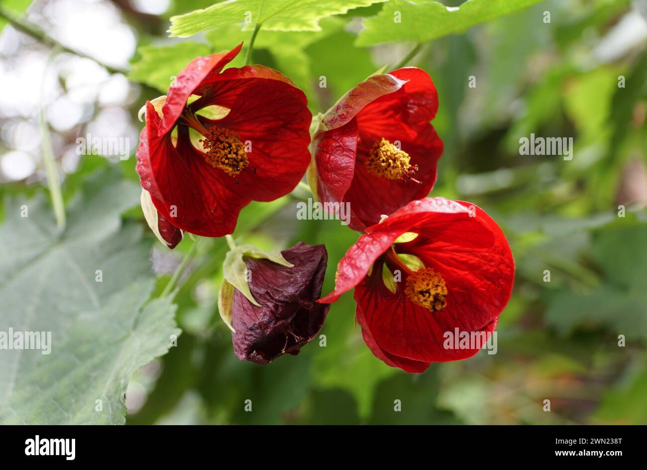Bellissimo acero rosso "Voodoo" fiorito in piena fioritura Foto Stock