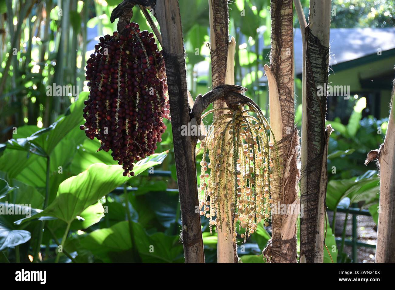 Frutti di palma MacArthur Foto Stock