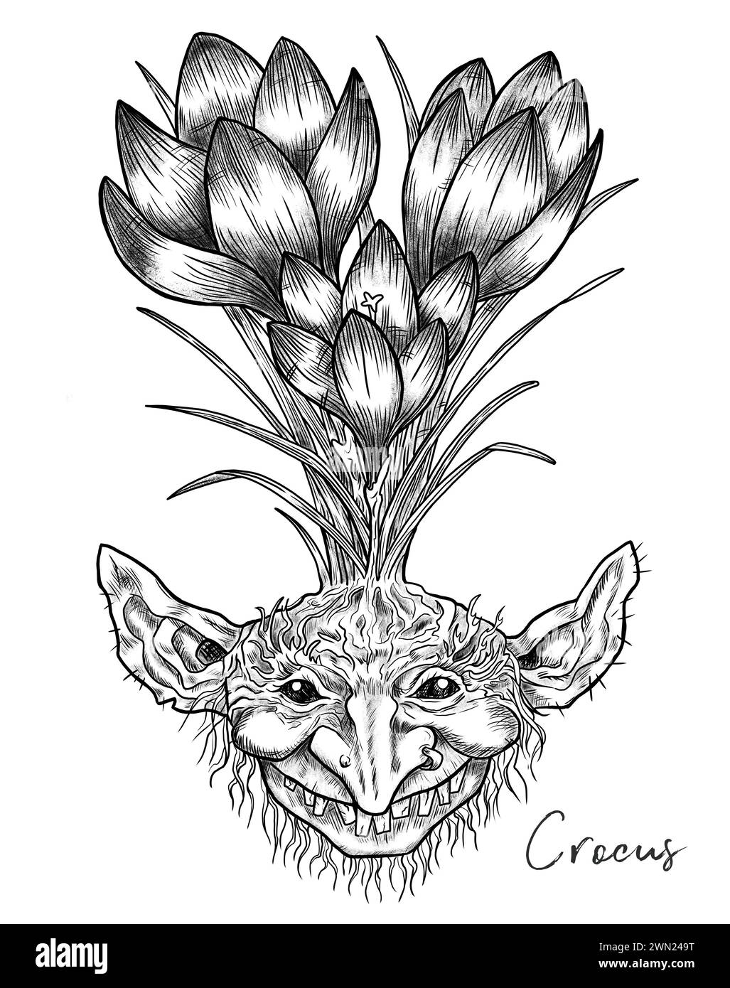 Illustrazioni incise disegnate a mano con simpatico volto demoniaco o gnomo come radice del bellissimo fiore primaverile di Crocus isolato su bianco, fantasia da giardino e My Foto Stock