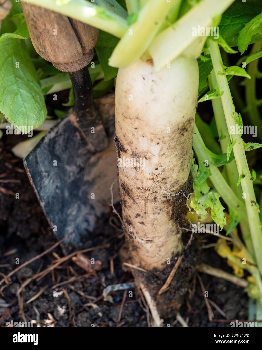 Scavando Daikon bianco irradia con una pala nello sporco del letto dell'orto, cime verdi a foglia Foto Stock