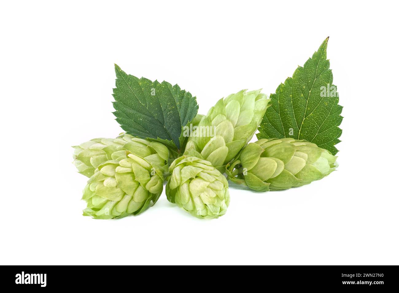 Freschi coni di luppolo verdi in primo piano isolati su sfondo bianco, profondità di campo completa. Coni di semi di Humulus lupulus, ingredienti della birra, erbe naturali Foto Stock