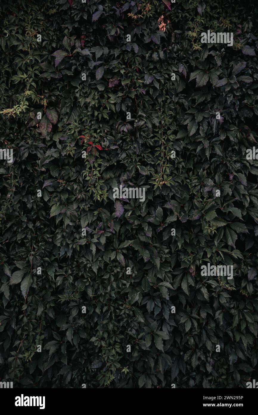 Una cascata verdeggiante, un muro di cemento ricoperto di vegetazione lussureggiante, piante selvatiche e botaniche che si arrampicano nella giungla urbana. Foto Stock