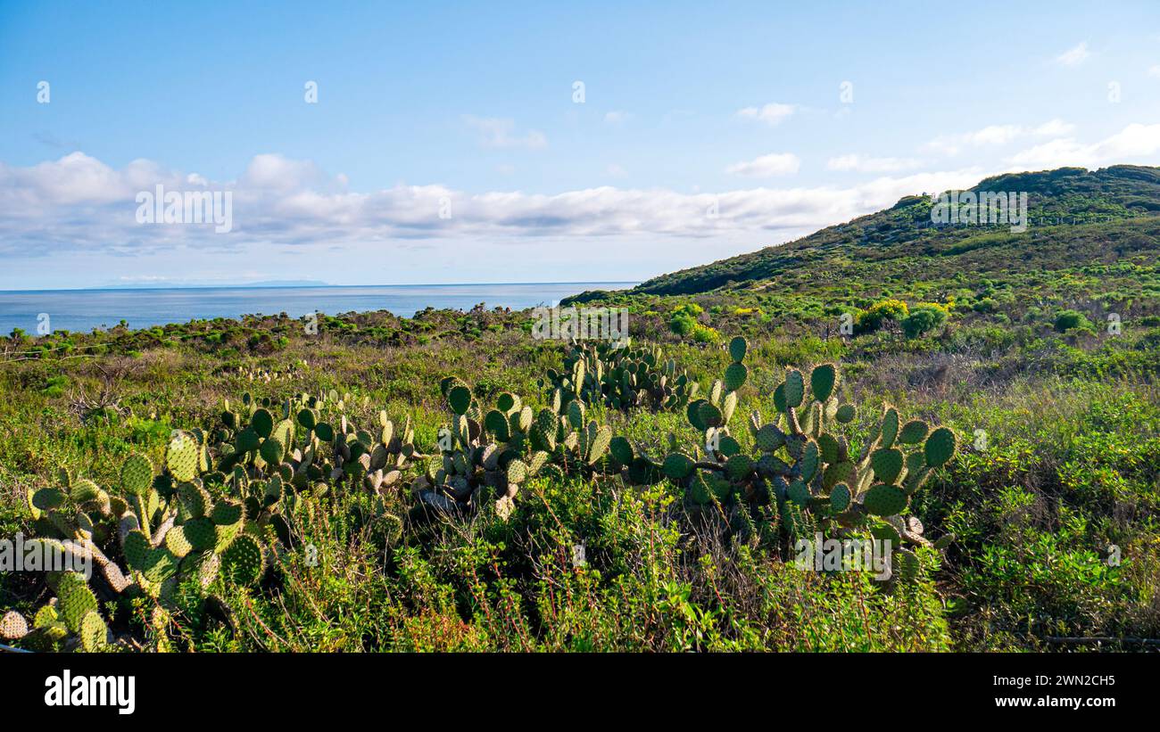 Lussureggiante macchia di cactus di fico d'India che fiorisce lungo una collina costiera o scogliera sotto un cielo azzurro limpido con l'oceano in lontananza Foto Stock