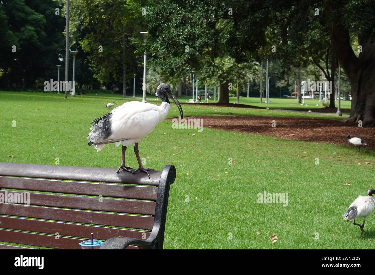 Un uccello australiano bianco ibis, comunemente presente nei parchi e nelle aree urbane di Sydney, Australia, si forgia per il cibo. Con il suo caratteristico piumone bianco e. Foto Stock