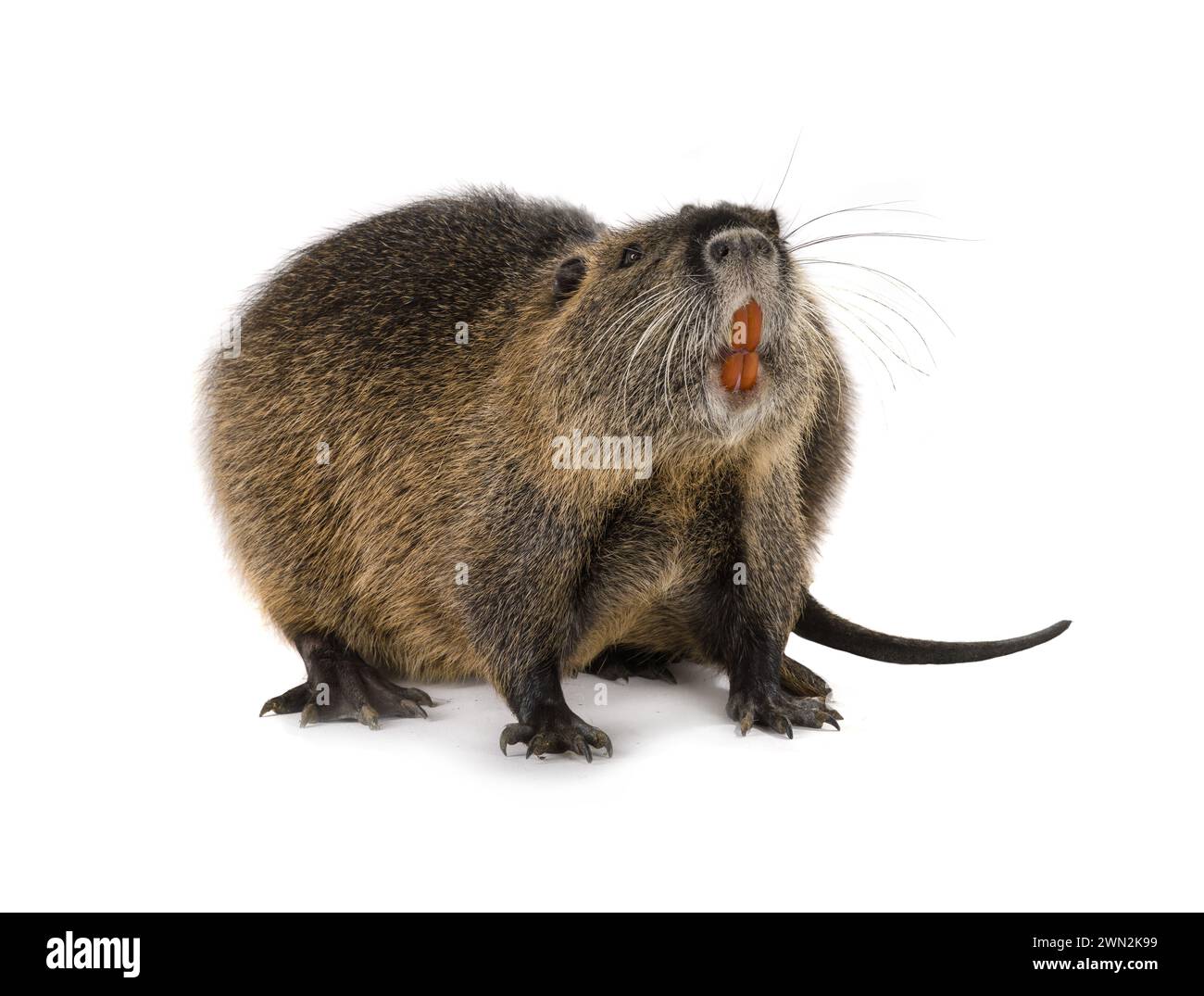 Coypu (Myocastor coypus), noto anche come ratto di fiume o nutria, animale mammifero isolato su sfondo bianco Foto Stock
