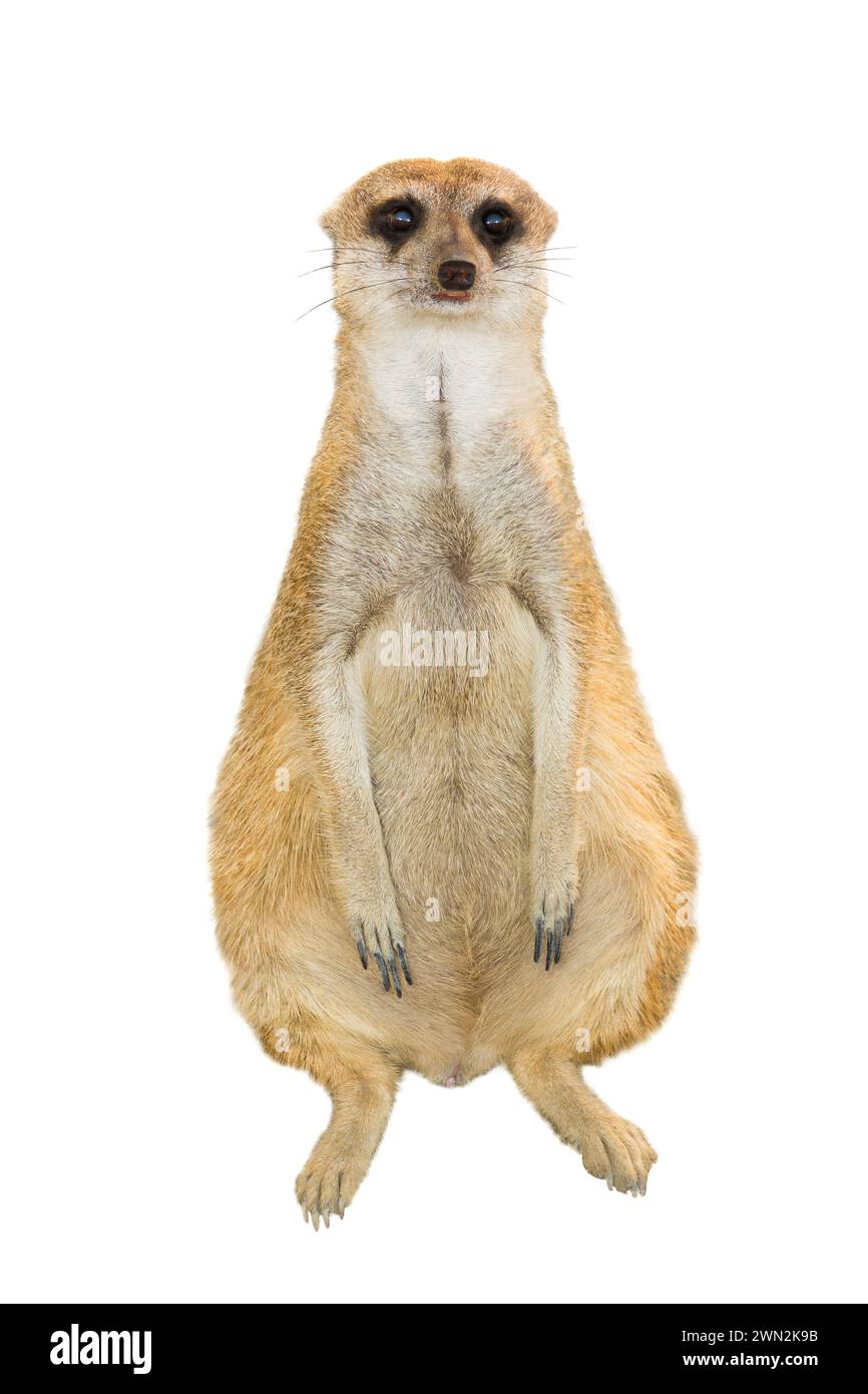 timido meerkat isolato su sfondo bianco Foto Stock