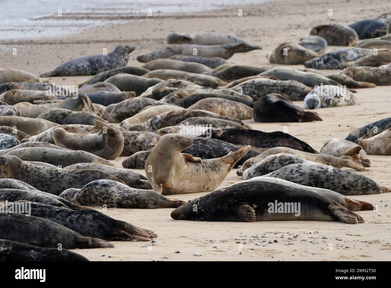 Alcune delle circa 2.500 foche grigie dell'Atlantico a Horsey Beach nel Norfolk, dove si riuniscono ogni anno per muta la loro pelliccia invernale usurata e crescere nuovi cappotti più eleganti. Il tratto di otto chilometri della costa del Norfolk è diventato un importante terreno di allevamento per i mammiferi, con oltre 3.500 cuccioli che vi nascono durante l'inverno. Data foto: Mercoledì 28 febbraio 2024. Foto Stock