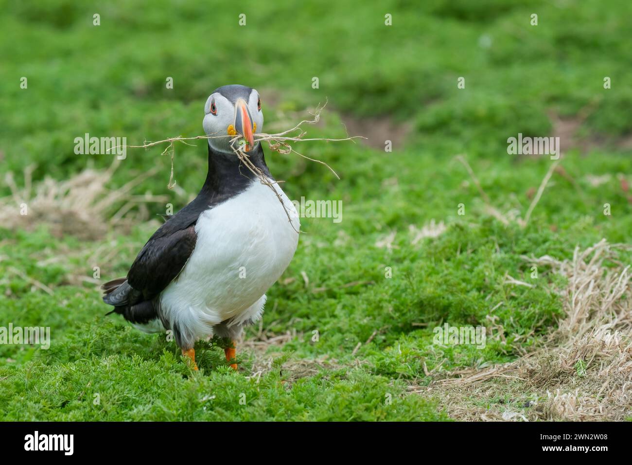 Puffin Atlantico adulto, Fratercula artica che trasporta materiale di nidificazione nella sua banconota multicolore Foto Stock