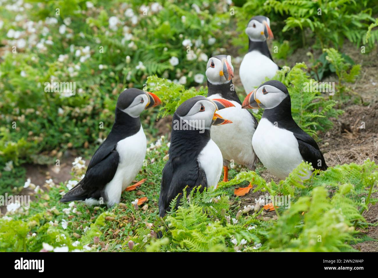 Atlantic Puffins, Fratercula artica in nidificazione del piumaggio tra il mare bianco campion, Silene uniflora Foto Stock
