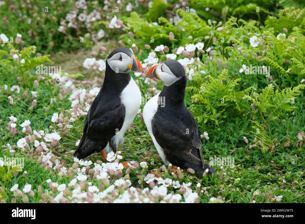 Atlantic Puffins, Fratercula artica in nidificazione del piumaggio tra il mare bianco campion, Silene uniflora Foto Stock