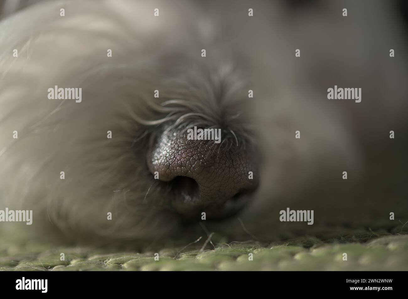 Il cane maltese da vicino si rilassa sul pavimento della moquette Foto Stock