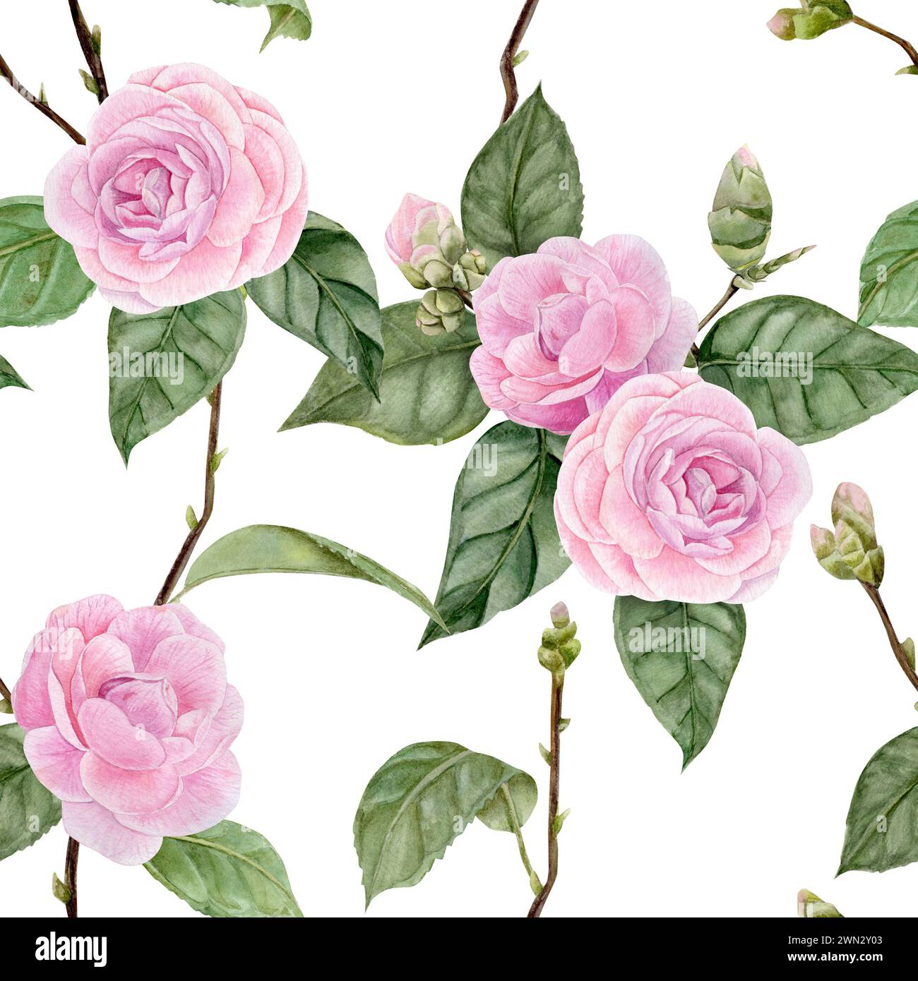 Motivo ad acquerello con fiori di camelia, gemme, illustrazione, disegno a mano Foto Stock