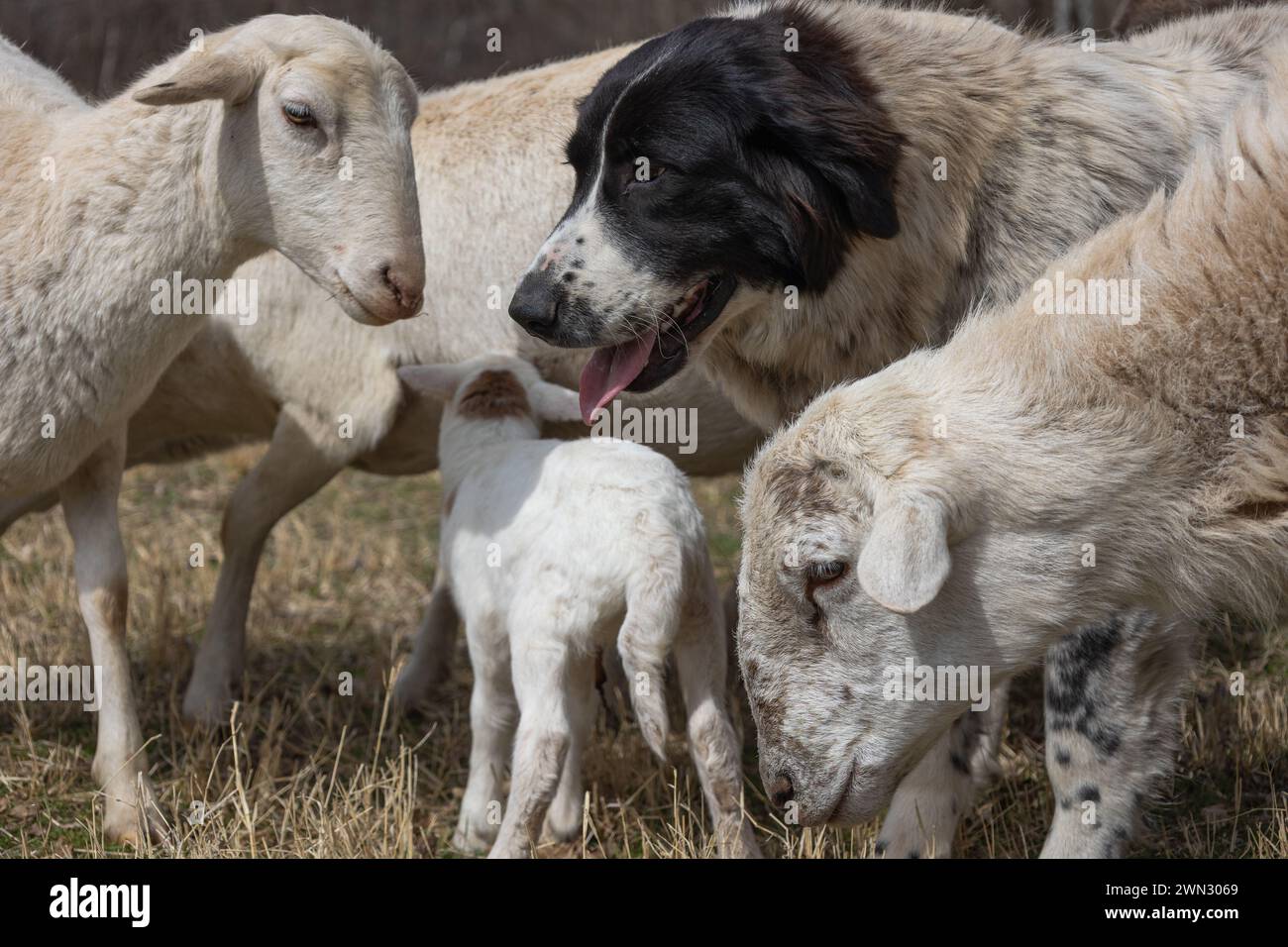 Un cane da pecora nel mezzo di un gregge di pecore con il loro agnello appena nato Foto Stock