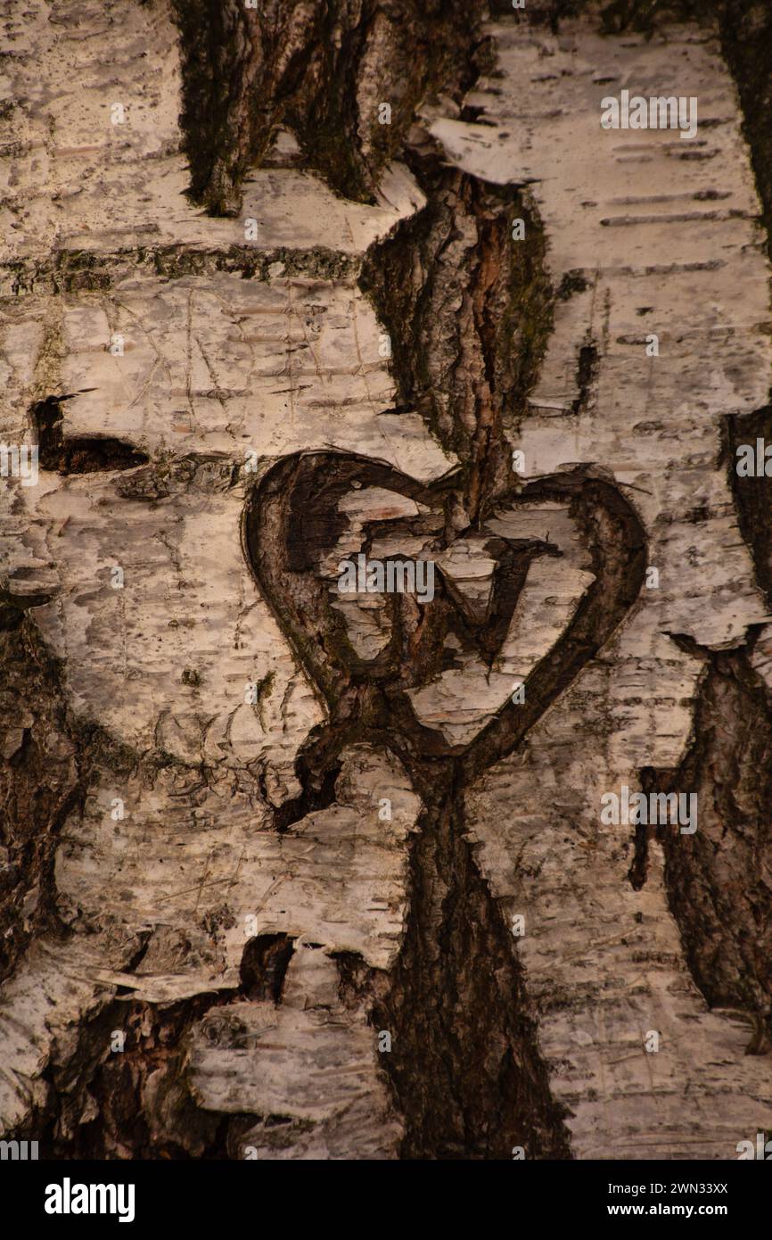 Tronco di un albero di betulla con cuore intagliato e iniziali nella corteccia Foto Stock