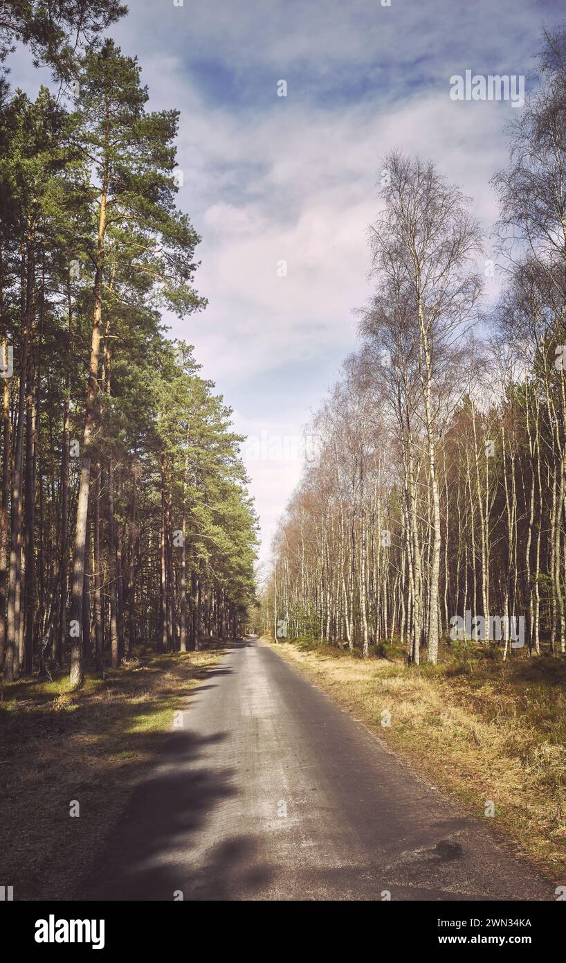 Foto di una strada in una foresta, colori applicati. Foto Stock