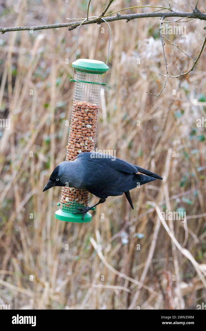 Un monedula Jackdaw, Coloeus (Corvus) si nutre di arachidi in un alimentatore di uccelli a rete metallica. Foto Stock