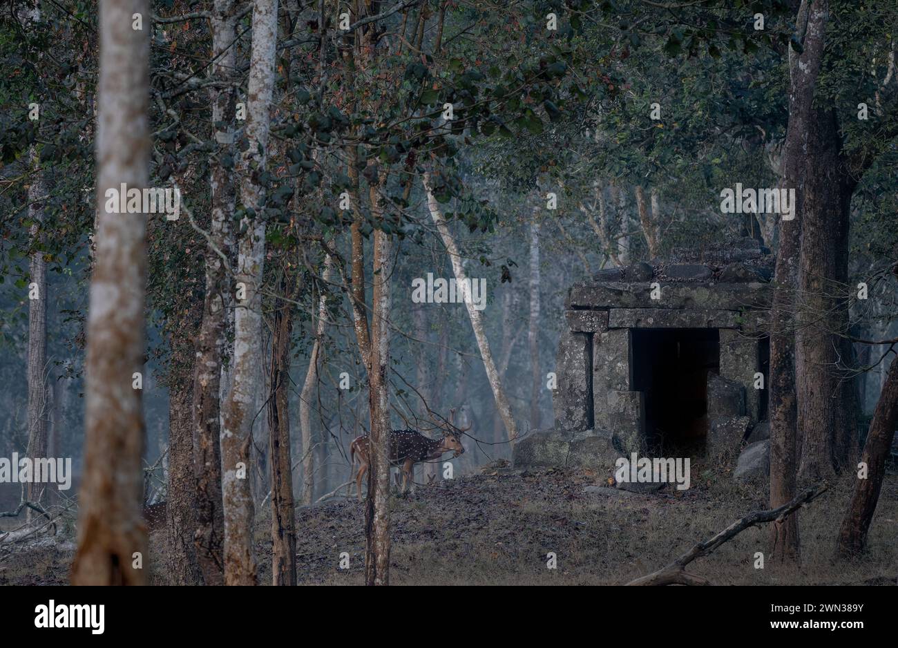 Chital - asse dell'asse, bei cervi colorati provenienti da praterie asiatiche, cespugli e foreste, riserva delle tigri di Nagarahole, India. Foto Stock