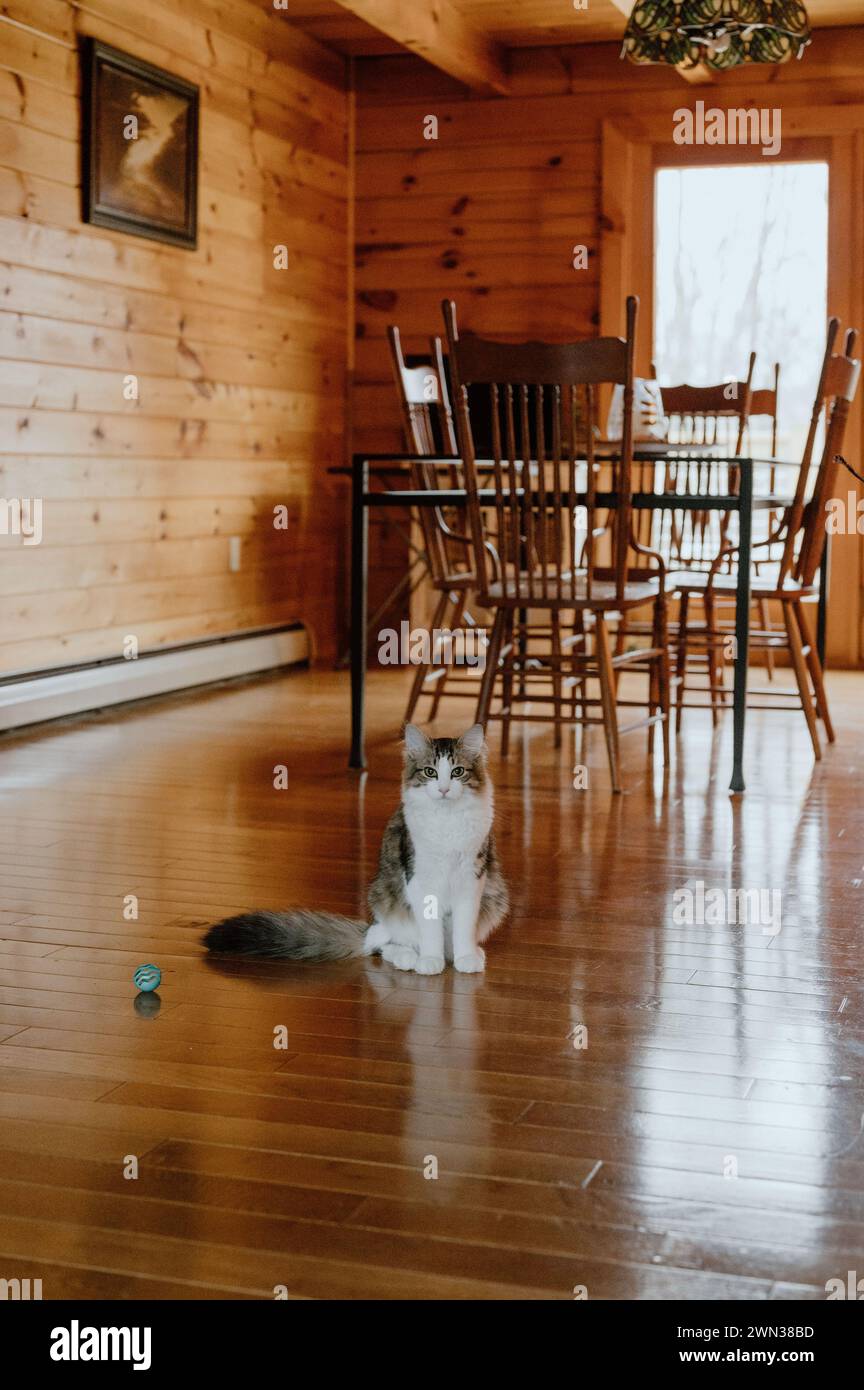 L'essenza della grazia felina, maestoso gatto trasuda tranquillità ed eleganza senza tempo. Foto Stock