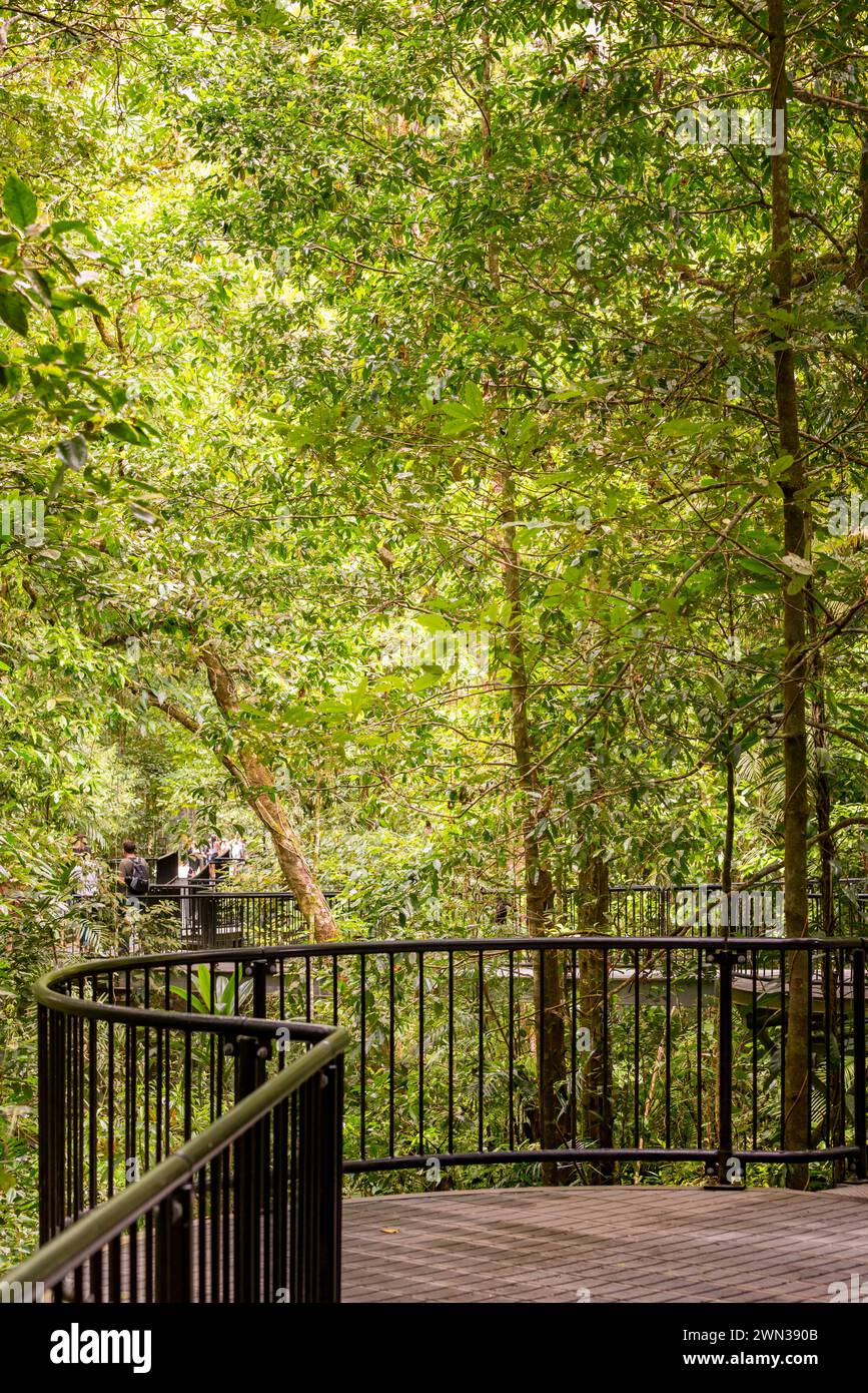 Un sentiero di passerella sopraelevato, per disabili e adatto alle persone su sedia a rotelle attraverso la foresta pluviale tropicale Mossman Gorge nel Parco Nazionale di Daintree, Queensland Foto Stock
