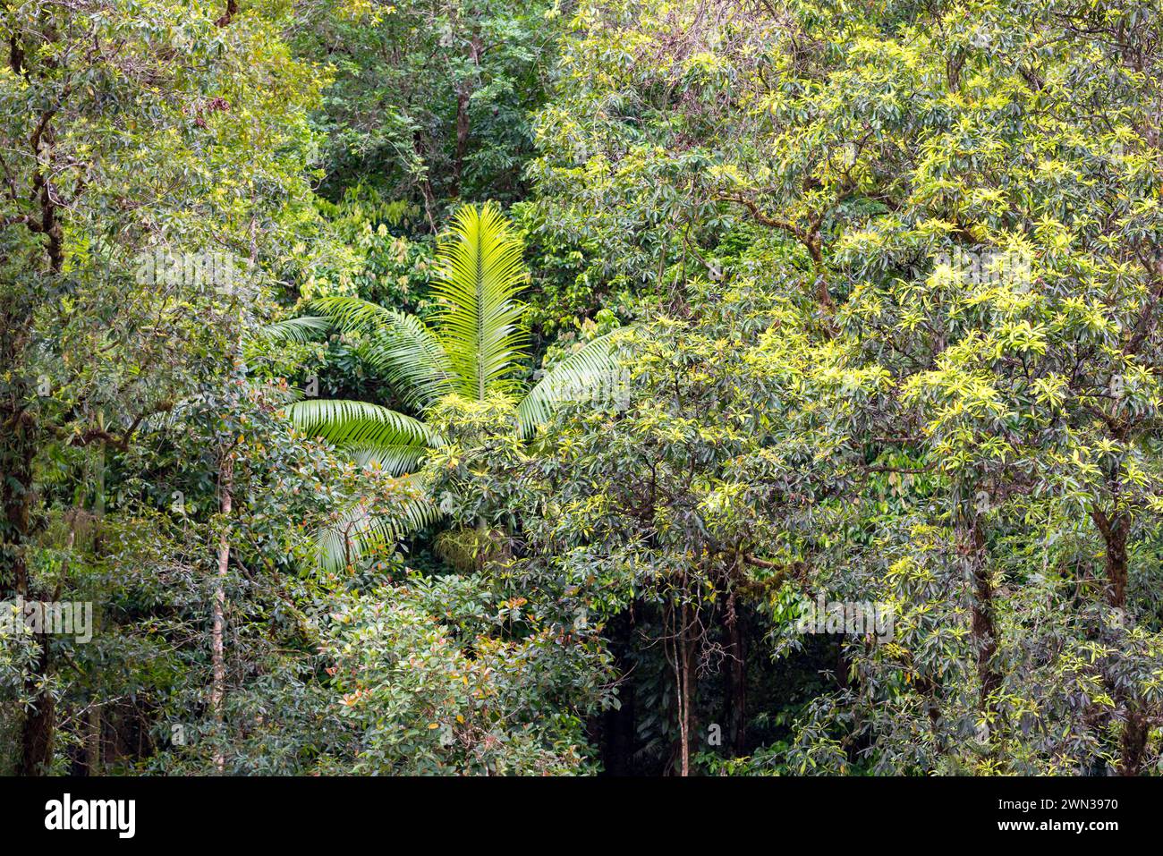 Una grande palma che lotta per la luce nel lussureggiante baldacchino verde della foresta pluviale di Mossman Gorge nel Parco Nazionale di Daintree nel Queensland, Australia Foto Stock