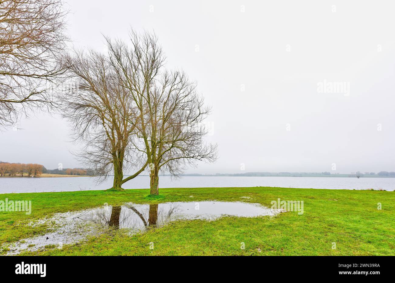 Ammasso di alberi sulla riva di un lago in una giornata nebbiosa d'inverno. Foto Stock