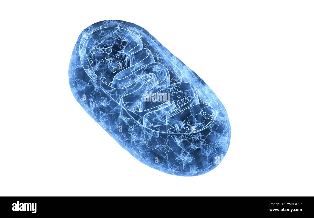 Vista in sezione trasversale dei mitocondri, rendering 3d. Illustrazione 3D. Foto Stock