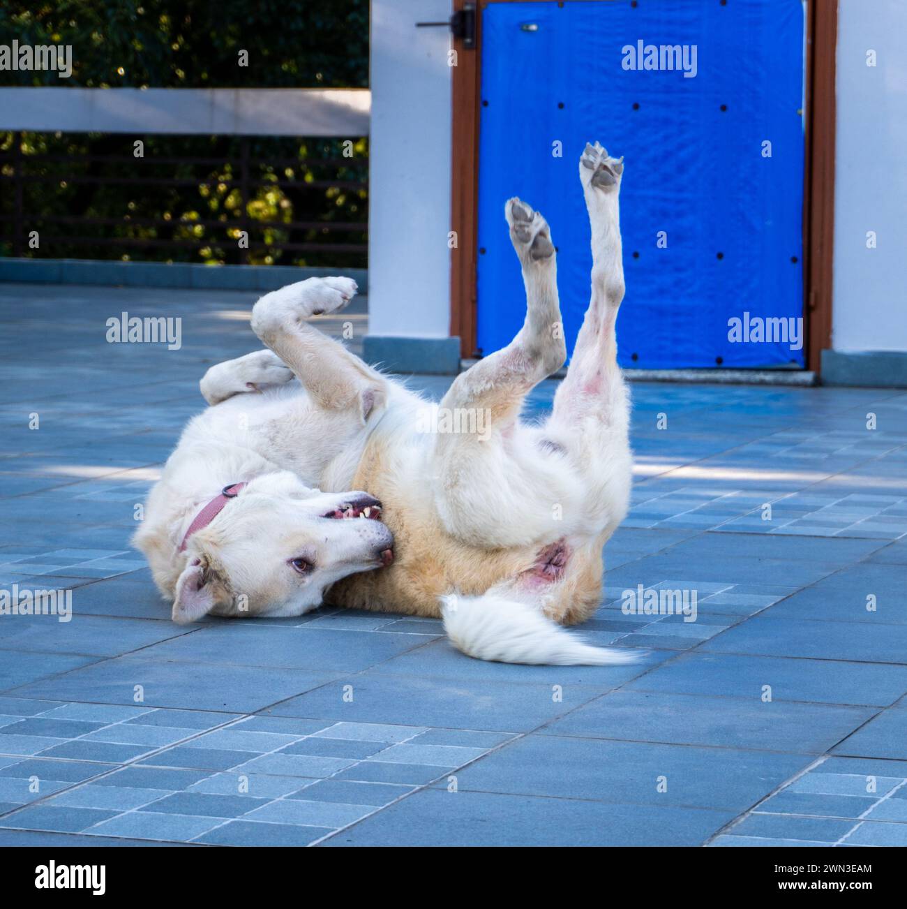 Himalayan Shepherd Dog: Giocose buffonate di Belly-up - Joyful PET Comedy, India Foto Stock