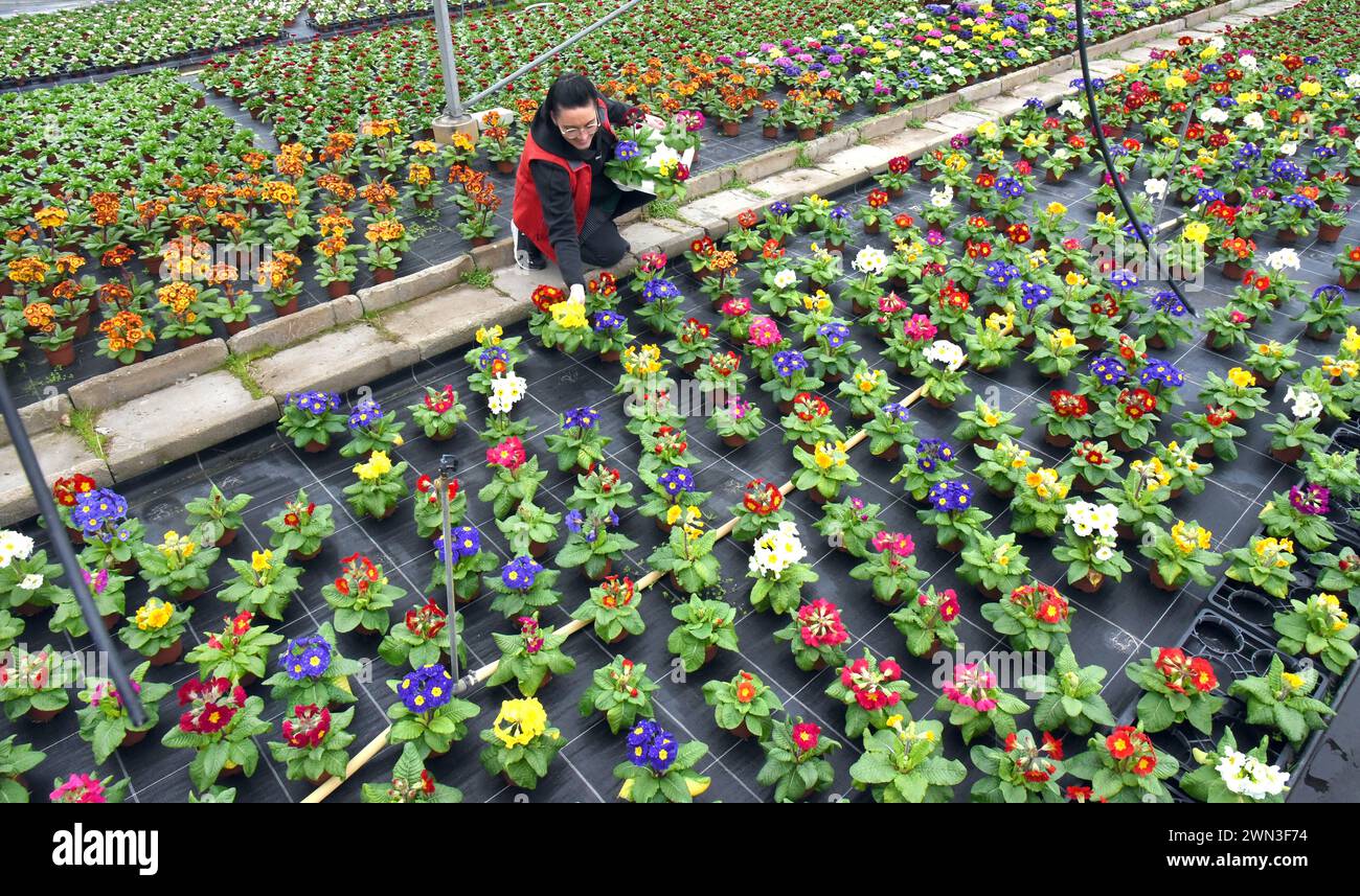 Wurzen, Germania. 28 febbraio 2024. In un mare di migliaia di fiori primaverili, il fiorista Astrid Lorenz mette insieme una ciotola di primrose di diversi colori presso il vivaio Grünert. Grazie al clima eccessivamente caldo delle ultime settimane, i primi fioritori nelle serre possono essere raccolti circa 14 giorni prima senza costi di riscaldamento aggiuntivi. Oltre alle primrose, i coloratissimi primi fioritori includono anche violette corna, glorie mattutine, tulipani, fiocchi di neve primaverili, anemoni e margherite primaverili. Crediti: Waltraud Grubitzsch/dpa/ZB/dpa/Alamy Live News Foto Stock