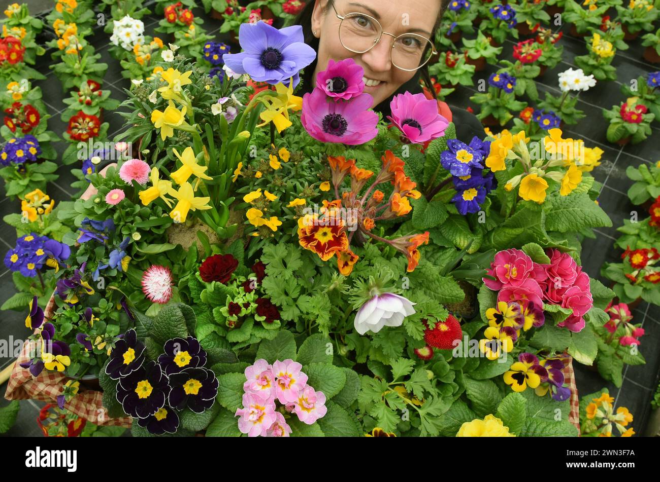 Wurzen, Germania. 28 febbraio 2024. In un mare di migliaia di fiori primaverili, il fioraio Astrid Lorenz mette insieme una ciotola di fiori primaverili di diversi colori presso il vivaio Grünert. Grazie al clima eccessivamente caldo delle ultime settimane, i primi fioritori nelle serre possono essere raccolti circa 14 giorni prima senza costi di riscaldamento aggiuntivi. Oltre alle primrose, i coloratissimi primi fioritori includono anche violette corna, glorie mattutine, tulipani, fiocchi di neve primaverili, anemoni e margherite primaverili. Crediti: Waltraud Grubitzsch/dpa/ZB/dpa/Alamy Live News Foto Stock