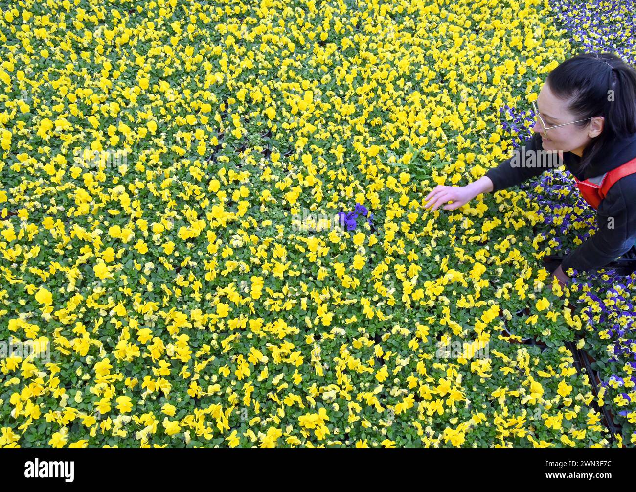 Wurzen, Germania. 28 febbraio 2024. In un mare di migliaia di fiori primaverili, il fioraio Astrid Lorenz gode di una singola pansia blu scuro tra molti di quelli gialli presso la nursery Grünert. Grazie al clima eccessivamente caldo delle ultime settimane, i primi fioritori nelle serre possono essere raccolti circa 14 giorni prima senza costi di riscaldamento aggiuntivi. Oltre alle primrose, i coloratissimi primi fioritori includono anche violette corna, glorie mattutine, tulipani, fiocchi di neve primaverili, anemoni e margherite primaverili. Crediti: Waltraud Grubitzsch/dpa/ZB/dpa/Alamy Live News Foto Stock