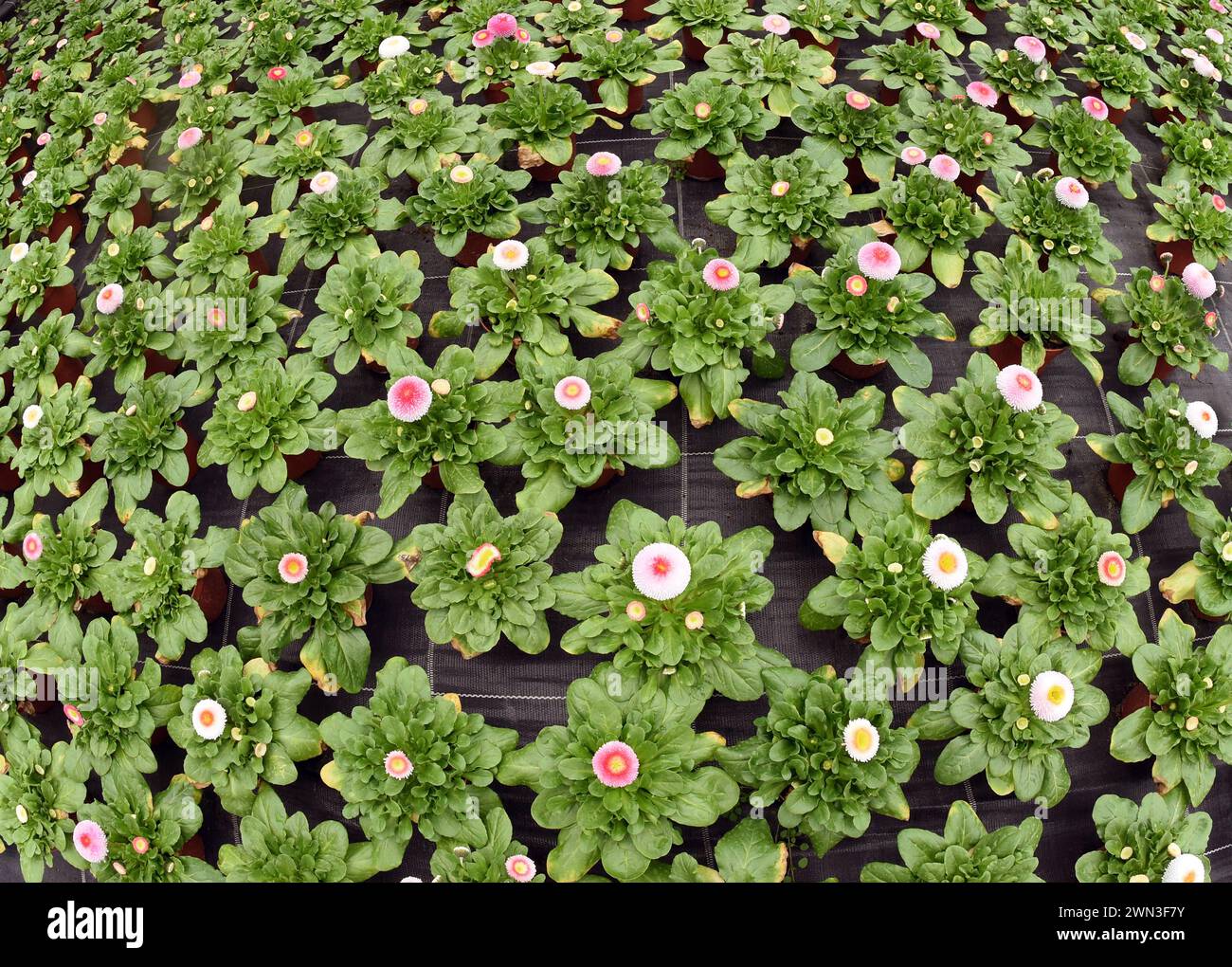 Wurzen, Germania. 28 febbraio 2024. Migliaia di piante fiorite fioriscono nelle serre del vivaio Grünert. Grazie al clima eccessivamente caldo delle ultime settimane, i primi fioritori nelle serre possono essere raccolti circa 14 giorni prima senza costi di riscaldamento aggiuntivi. Oltre alle primrose, i coloratissimi primi fioritori includono anche violette corna, glorie mattutine, tulipani, fiocchi di neve primaverili, anemoni e margherite primaverili. Crediti: Waltraud Grubitzsch/dpa/ZB/dpa/Alamy Live News Foto Stock