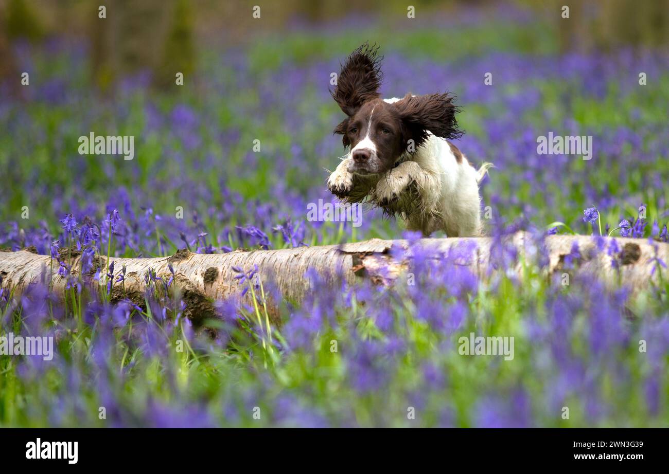 20/04/15 Chester, cucciolo di spaniel di sei mesi, suona tra i campanelli a Bow Wood, vicino a Cromford, Derbyshire. Tutti i diritti riservati: F St Foto Stock