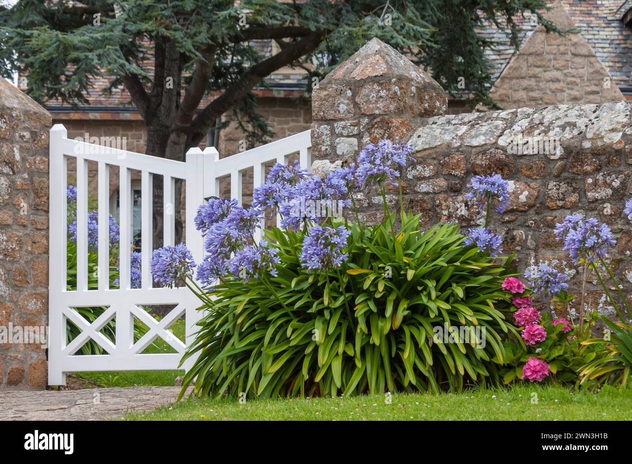 Muro del giardino in pietra di granito con cancello bianco del giardino, di fronte ad esso gigli decorativi (Agapanthus), Ile de Brehat, Bretagna, Francia Foto Stock