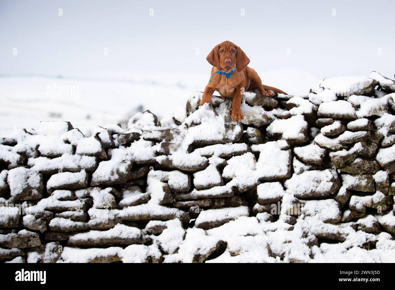 06/12/21 dopo una inaspettata doccia di neve pomeridiana, il cucciolo di 13 settimane ungherese di Vizsla Moreton, gioca sulla neve per la prima volta e scopre che Foto Stock