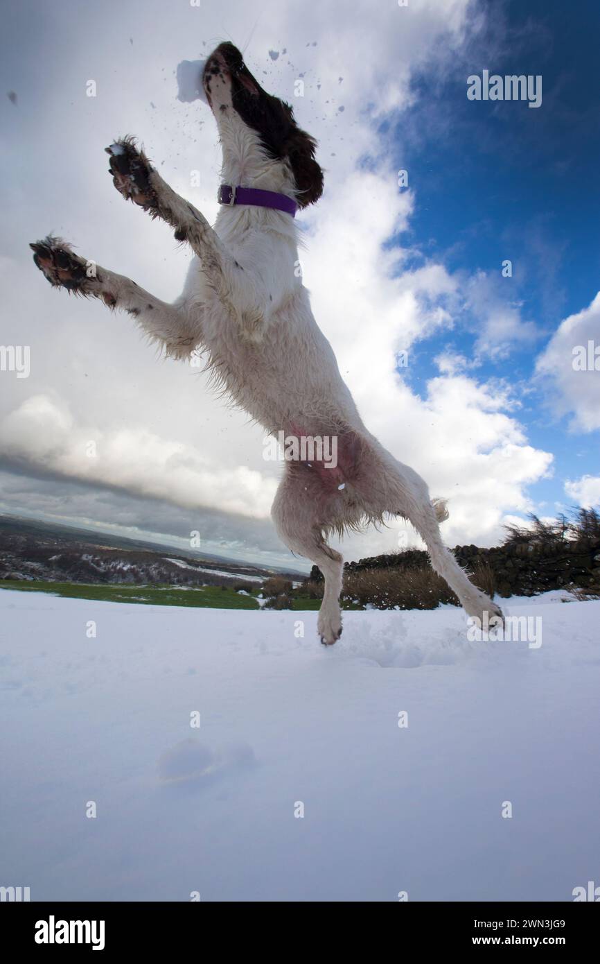 03/02/16 springer spaniel di 15 mesi, Chester, salta a prendere le palle di neve dopo la nevicata notturna vicino a Buxton, nel Derbyshire Peak District. Foto Stock