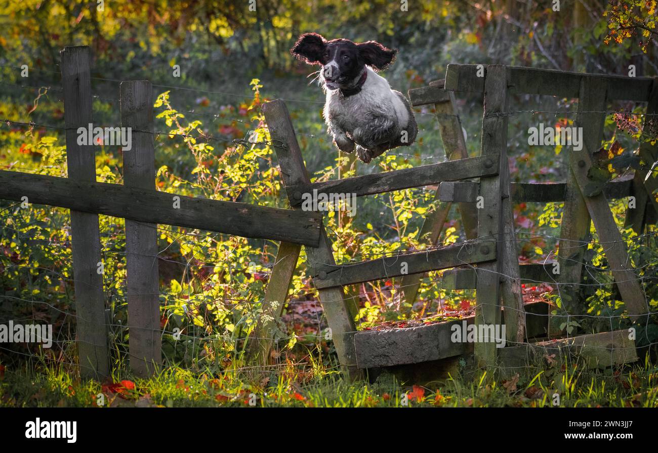 06/11/17 Springer spaniel, Chester, ama correre e saltare e sembra persino divertirsi a "suonare" per la fotocamera. Ma occasionalmente, le cose non vanno a finire Foto Stock