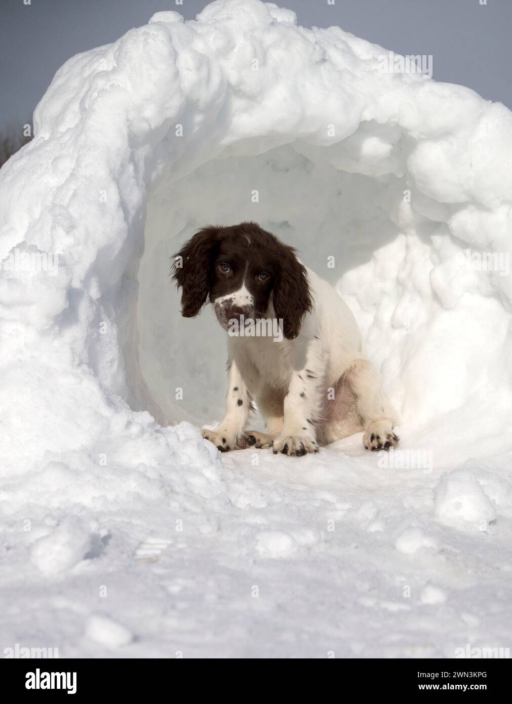 01/02/15 il cucciolo di Springer Spaniel, Chester, si prende una pausa dal giocare sulla neve all'interno di un igloo vicino a Chapel-en-le-Frith nel Derb Foto Stock