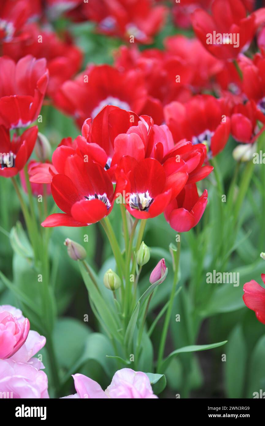 Il Fiery Club rosso, tulipani singoli in tarda fioritura (Tulipa), fiorisce in un giardino ad aprile Foto Stock