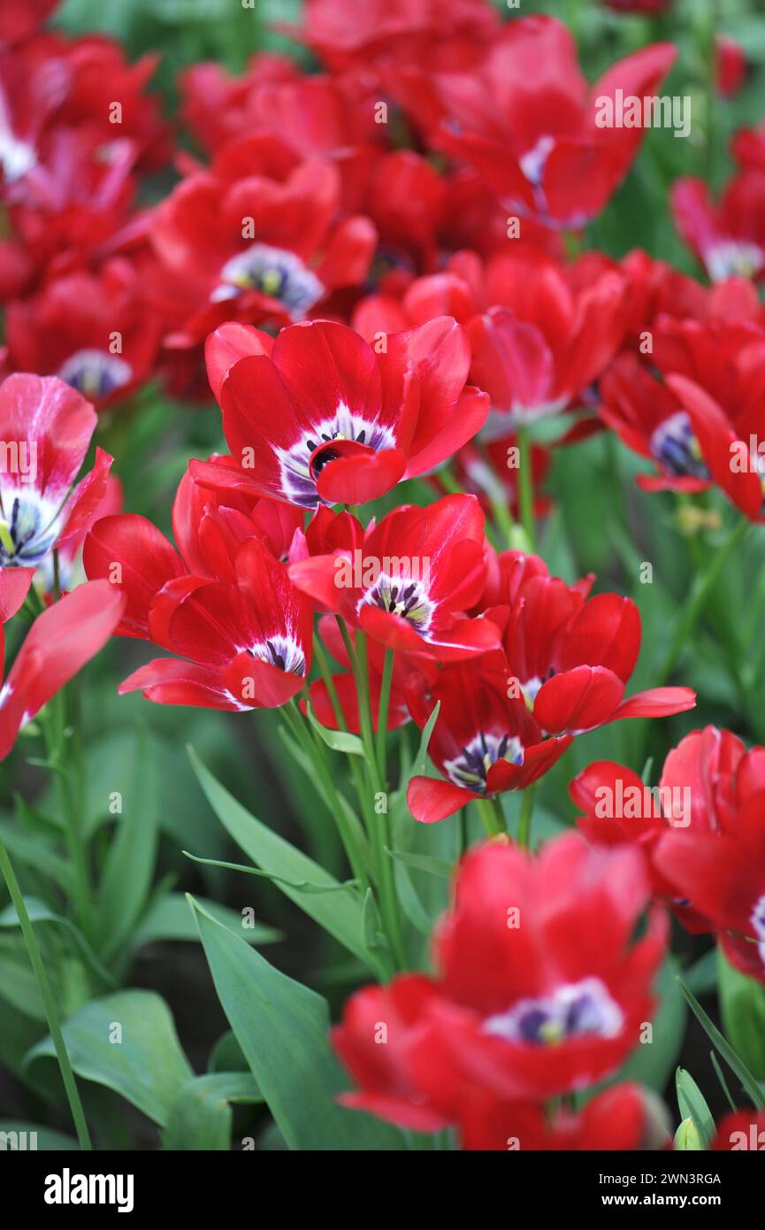 Il Fiery Club rosso, tulipani singoli in tarda fioritura (Tulipa), fiorisce in un giardino ad aprile Foto Stock