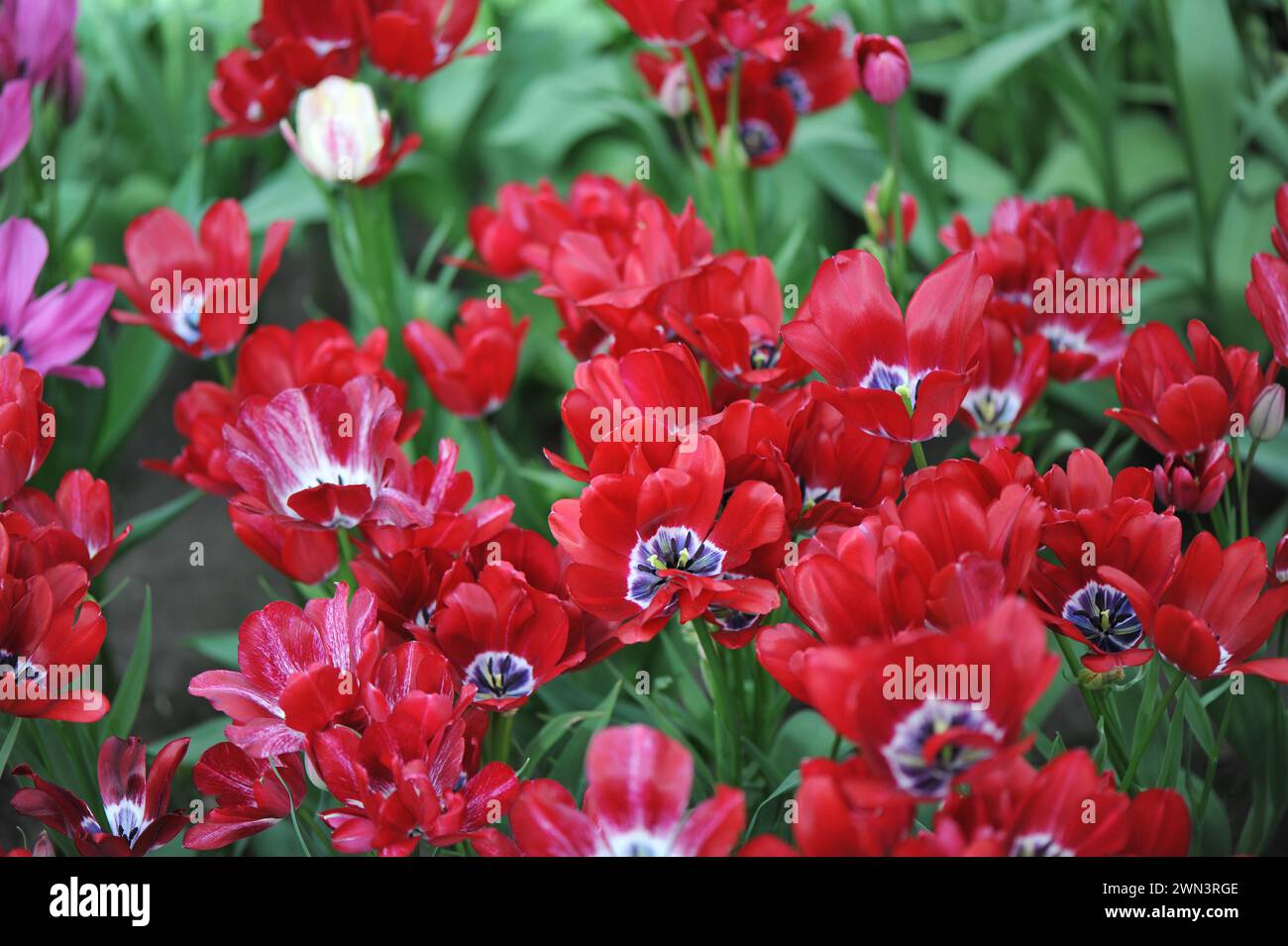 Il Fiery Club rosso, tulipani singoli in tarda fioritura (Tulipa), fiorisce in un giardino ad aprile Foto Stock