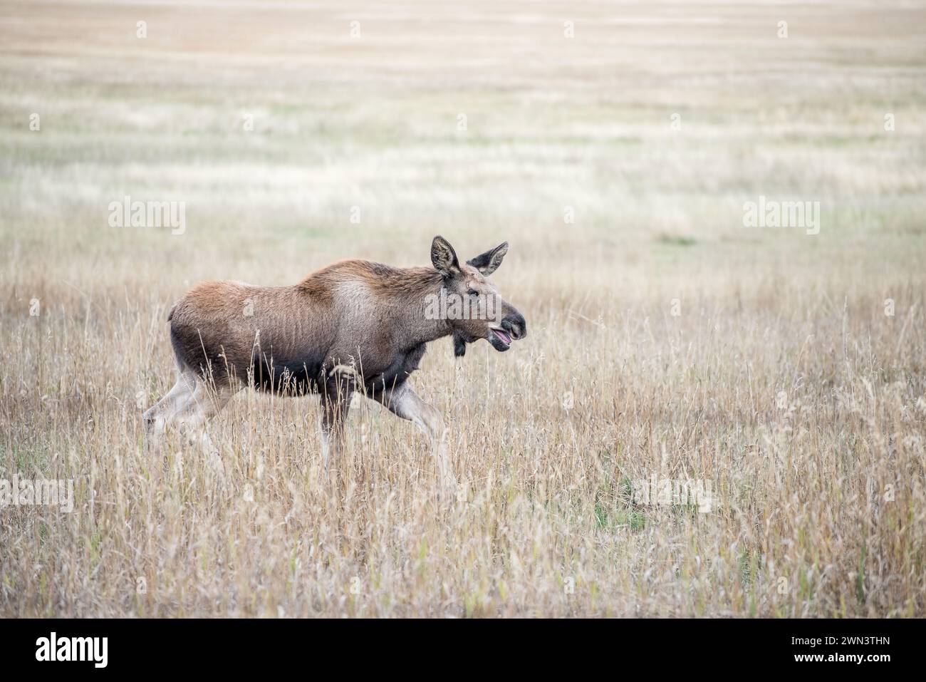 Il vitello perduto e solitario Moose piange dopo sua madre a Jackson Hole durante l'autunno nel Wyoming Foto Stock